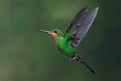 Green-crowned Brilliant